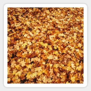 Gold yellow fall maple leaves Magnet